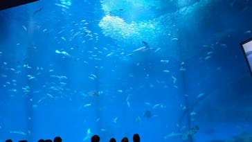アクアワールド茨城県大洗水族館に投稿された画像（2026/1/11）
