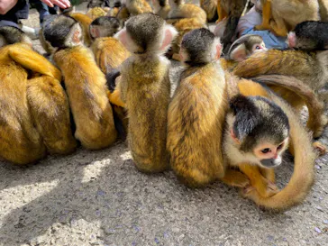 石垣やいま村に投稿された画像（2026/1/11）