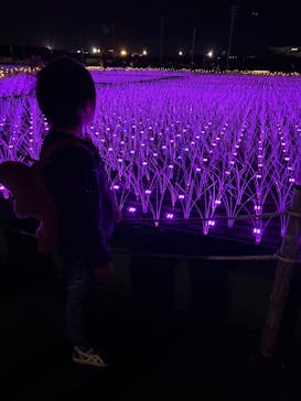 東京メガイルミに投稿された画像（2026/1/11）