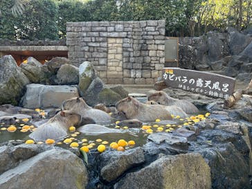 伊豆シャボテン動物公園に投稿された画像（2026/1/11）