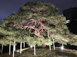 夜間特別開園 秋の夜長の小石川後楽園2025に投稿された画像（2026/1/11）