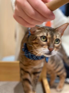 Cat Café MOFF グランベリーパーク店に投稿された画像（2026/1/11）