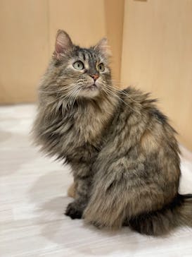 Cat Café MOFF グランベリーパーク店に投稿された画像（2026/1/11）