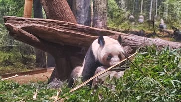 恩賜上野動物園に投稿された画像（2026/1/11）
