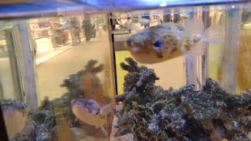 環境水族館アクアマリンふくしまに投稿された画像（2026/1/11）