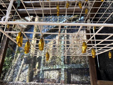 ナゴパイナップルパークに投稿された画像（2026/1/11）