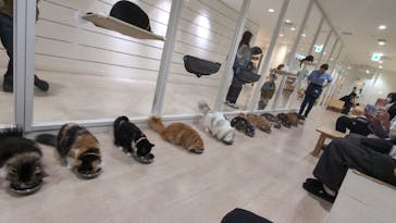 Cat Café MOFF 静岡PARCO店に投稿された画像（2026/1/11）