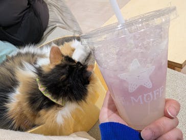 Cat Café MOFF 静岡PARCO店に投稿された画像（2026/1/11）