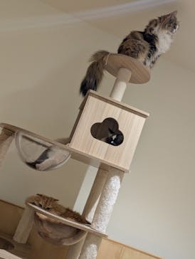 Cat Café MOFF 静岡PARCO店に投稿された画像（2026/1/11）