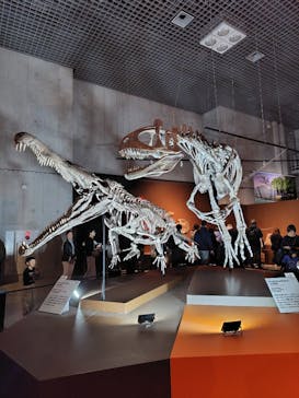 特別展「大絶滅展―生命史のビッグファイブ」に投稿された画像（2026/1/11）