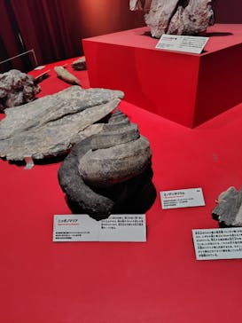 特別展「大絶滅展―生命史のビッグファイブ」に投稿された画像（2026/1/11）