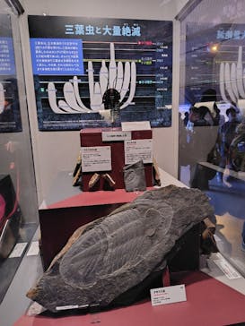 特別展「大絶滅展―生命史のビッグファイブ」に投稿された画像（2026/1/11）