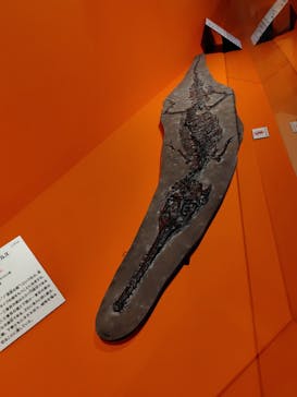 特別展「大絶滅展―生命史のビッグファイブ」に投稿された画像（2026/1/11）