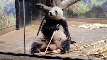 恩賜上野動物園に投稿された画像（2026/1/11）