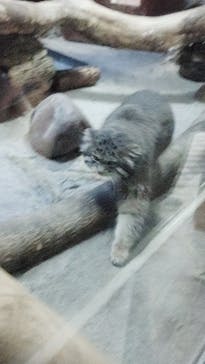 恩賜上野動物園に投稿された画像（2026/1/11）