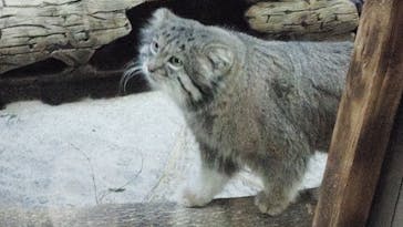 恩賜上野動物園に投稿された画像（2026/1/11）