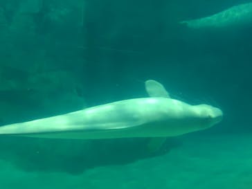 名古屋港水族館に投稿された画像（2026/1/11）