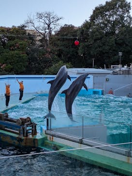 しながわ水族館に投稿された画像（2026/1/11）