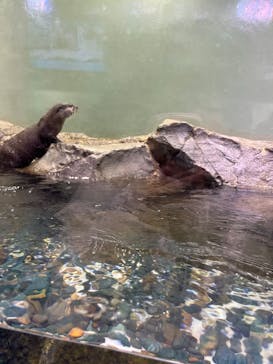 マクセル アクアパーク品川に投稿された画像（2026/1/11）