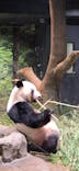 恩賜上野動物園に投稿された画像（2026/1/11）