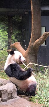 恩賜上野動物園に投稿された画像（2026/1/11）