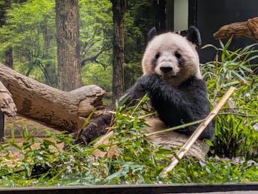 恩賜上野動物園に投稿された画像（2026/1/11）