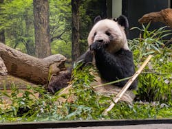 恩賜上野動物園に投稿された画像（2026/1/11）
