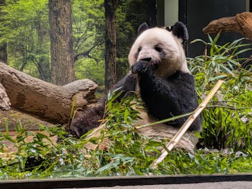 恩賜上野動物園に投稿された画像（2026/1/11）