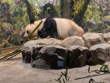 恩賜上野動物園に投稿された画像（2026/1/11）