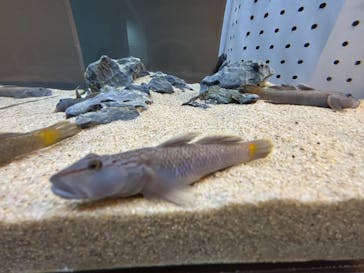 AOAO SAPPOROに投稿された画像（2026/1/11）