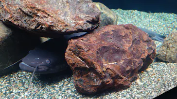 滋賀県立琵琶湖博物館に投稿された画像（2026/1/12）