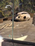 恩賜上野動物園に投稿された画像（2026/1/12）