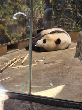 恩賜上野動物園に投稿された画像（2026/1/12）