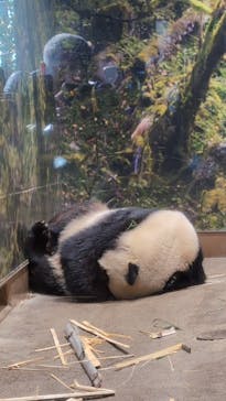 恩賜上野動物園に投稿された画像（2026/1/12）