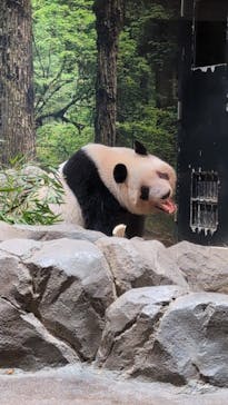 恩賜上野動物園に投稿された画像（2026/1/12）