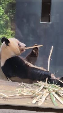 恩賜上野動物園に投稿された画像（2026/1/12）