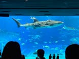 沖縄美ら海水族館に投稿された画像（2026/1/12）