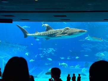 沖縄美ら海水族館に投稿された画像（2026/1/12）