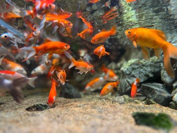 NARA KINGYO MUSEUMに投稿された画像（2026/1/12）