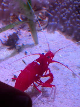 新江ノ島水族館に投稿された画像（2026/1/12）