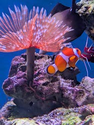 新江ノ島水族館に投稿された画像（2026/1/12）