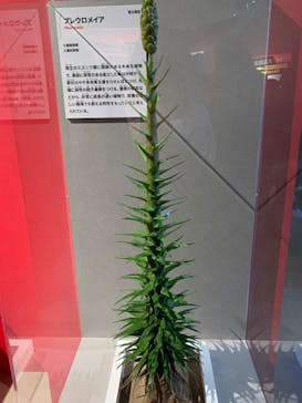 印象派オルセー展×大絶滅展に投稿された画像（2026/1/12）