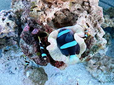 マクセル アクアパーク品川に投稿された画像（2026/1/12）