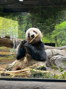 恩賜上野動物園に投稿された画像（2026/1/12）