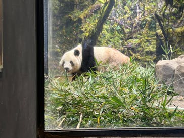 恩賜上野動物園に投稿された画像（2026/1/12）