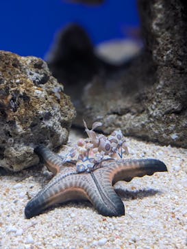 シン・マリホ水族館に投稿された画像（2026/1/12）