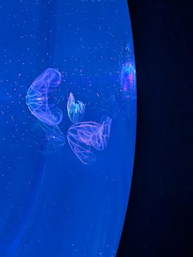 シン・マリホ水族館に投稿された画像（2026/1/12）