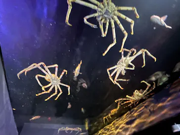 竹島水族館に投稿された画像（2026/1/12）