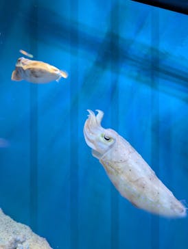 サンシャイン水族館に投稿された画像（2026/1/12）