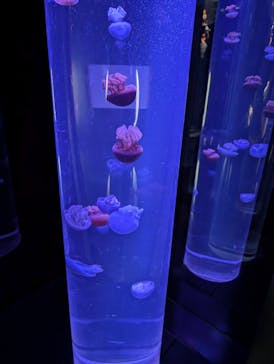 サンシャイン水族館に投稿された画像（2026/1/12）